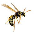 Wasp