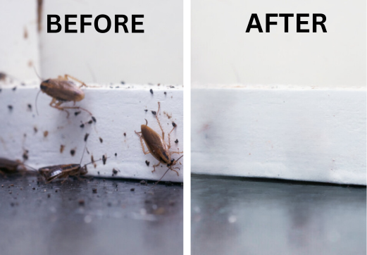 Before And After Pest Control