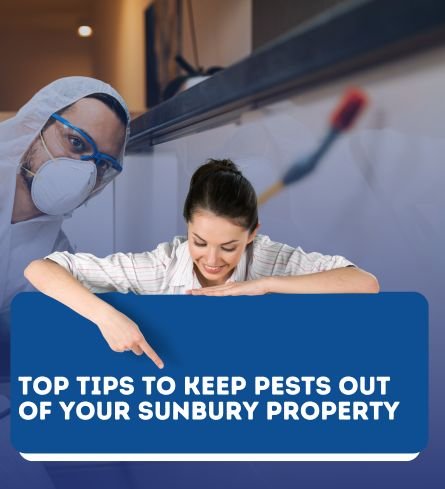 Top Tips to Keep Pests Out of Your Sunbury Property